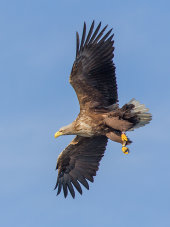 White-tailed sea eagle