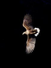 White-tailed sea eagle