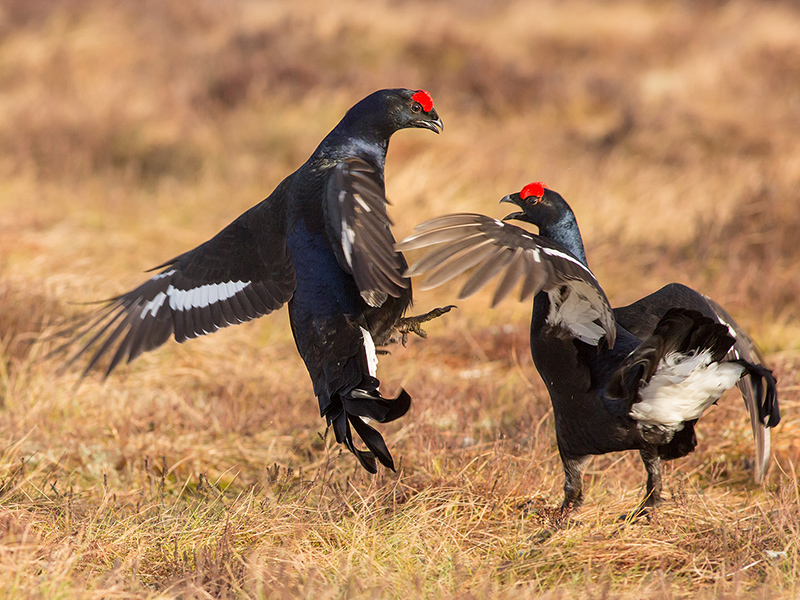 Black grouse fighting at lek