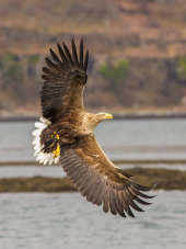 White-tailed sea eagle