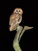 Tawny Owl