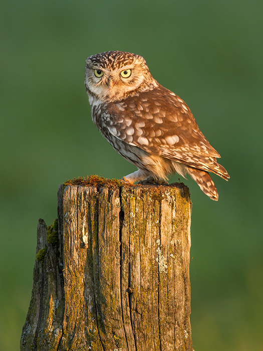 Little owl