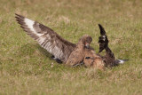 Fighting Skuas