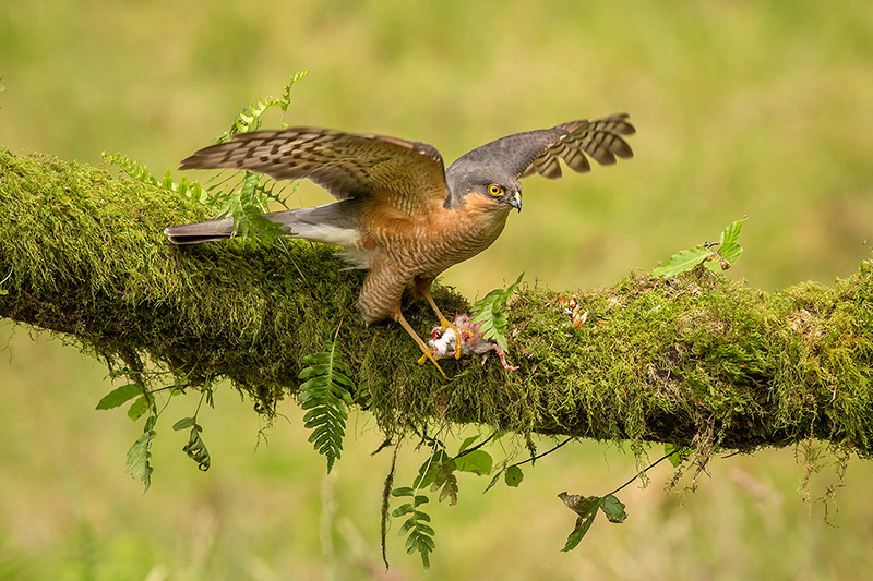 Sparrowhawk with prey