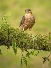 Sparrowhawk