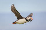 Farne Islands Wildlife Photography Tour