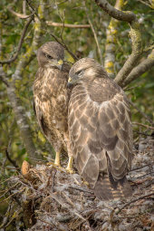 Young Buzzards