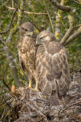 Buzzards