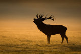 Bugling at Dawn