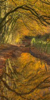 Autumn beech trees, Rockley