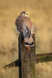 Kestrel