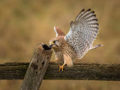 Kestrel