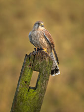 Kestrel