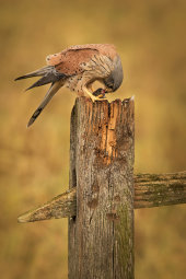 Kestrel
