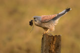 Kestrel