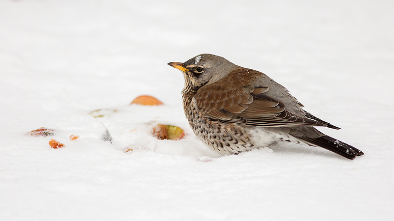 Fieldfare and Apples in Snow