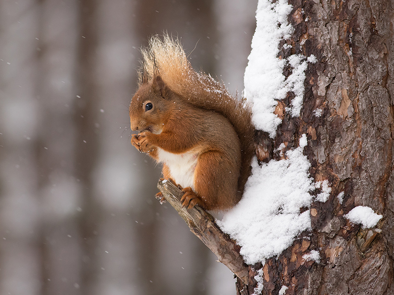 Red squirrel on Pine Tree