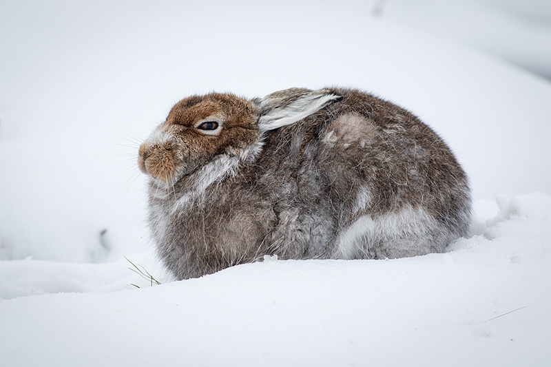 Cold Mountain Hare