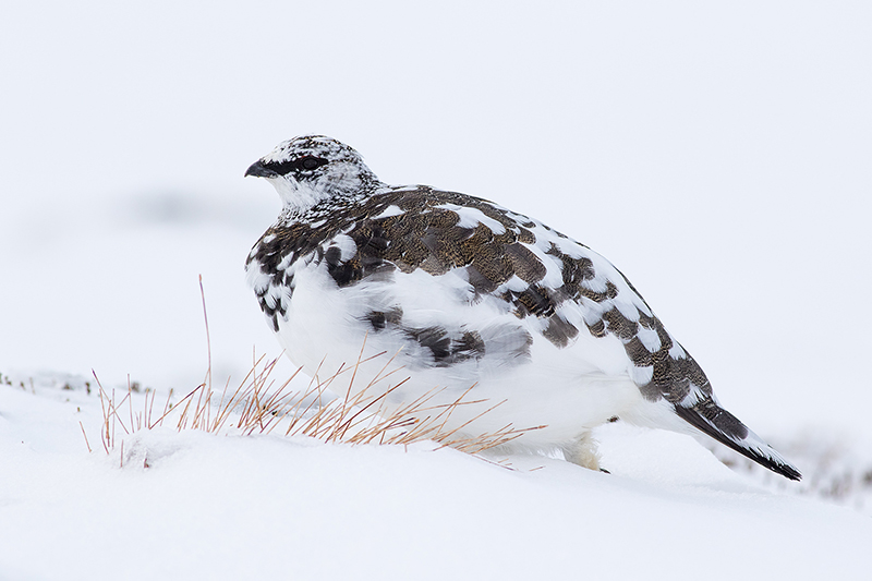 Ptarmigan in Mottled Plumage