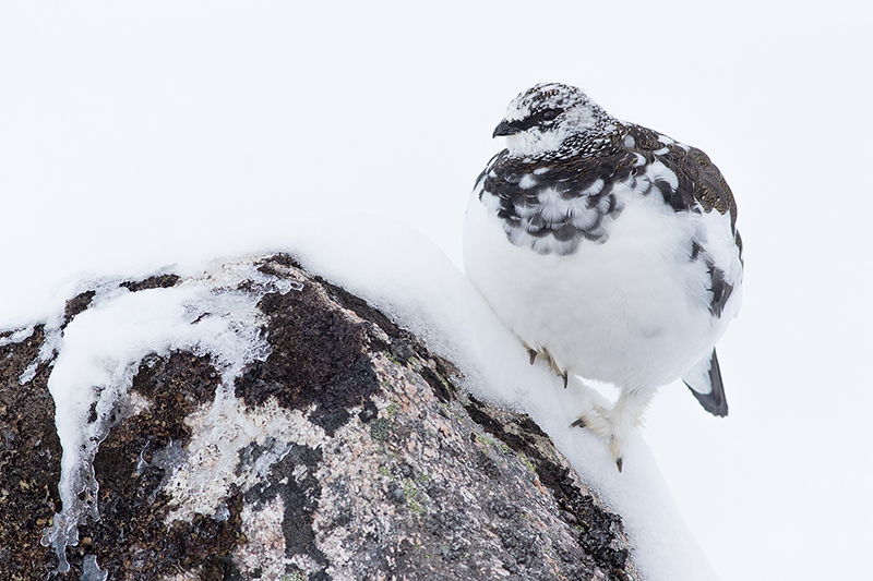 Ptarmigan on Boulder