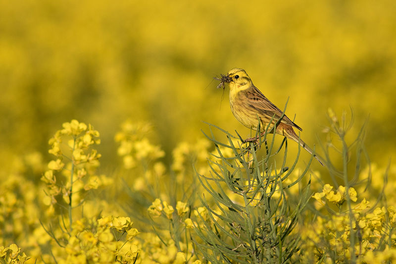 Yellowhammer