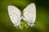 Small blues mating
