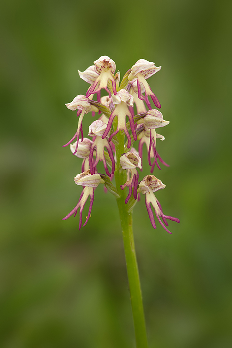 Missing Link Orchid