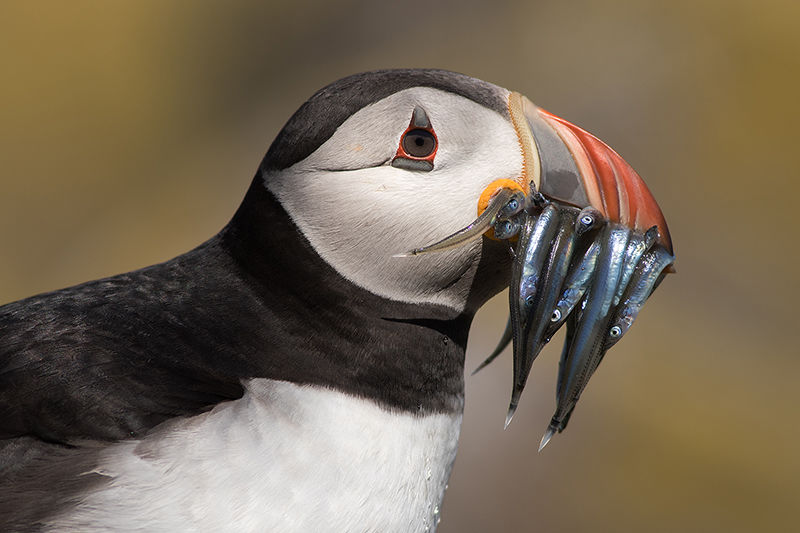 Puffin with Sand Eels