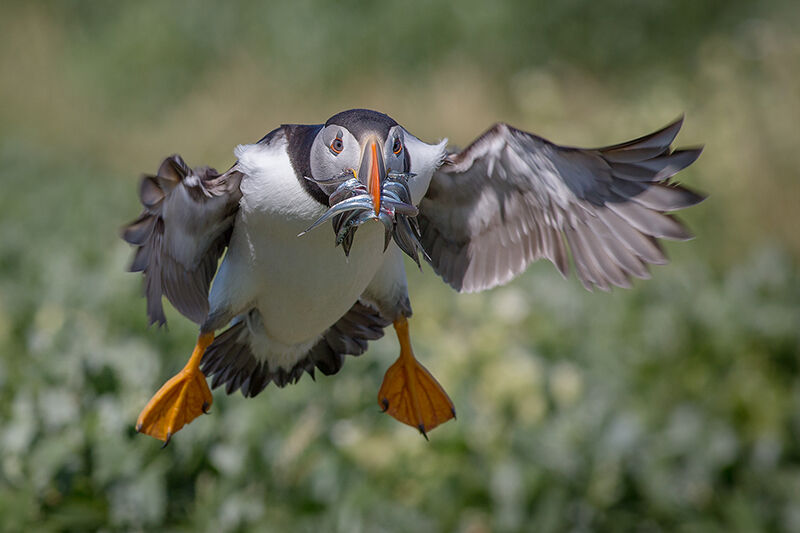 Puffin delivering sand eels