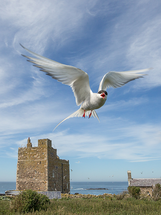 Arctic tern defending territory