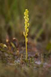 Bog orchid