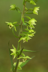 Violet helleborine