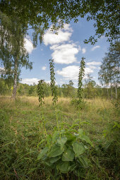 Broad-leaved helleborine