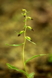Narrow-lipped helleborine