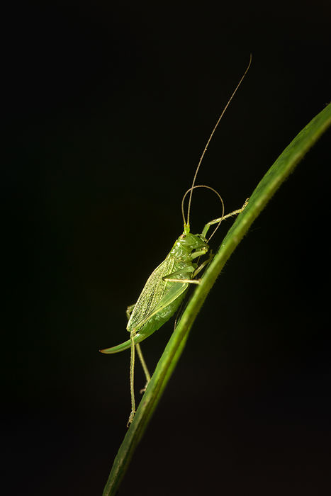 Oak bush cricket