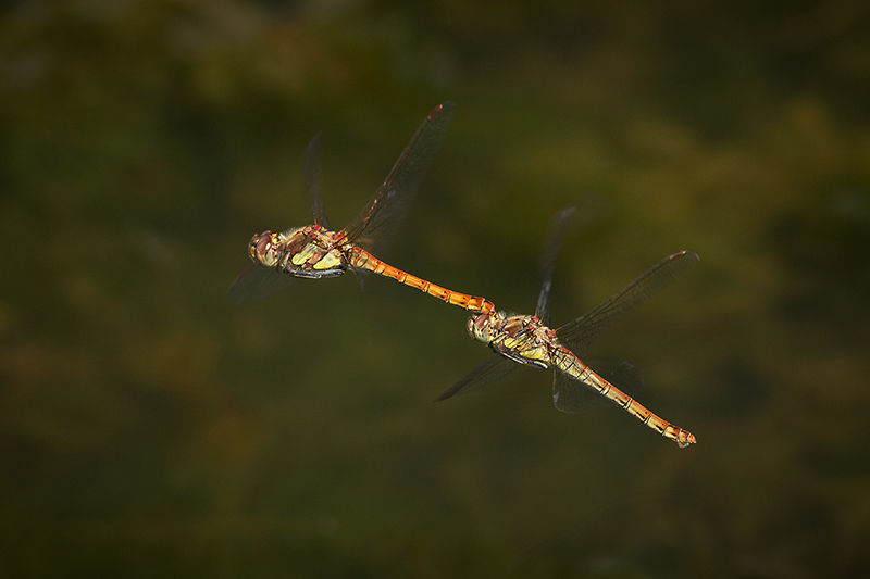 Common darters in tandem