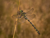 Golden-ringed dragonfly