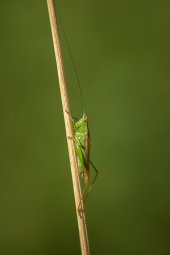 Long-winged conehead