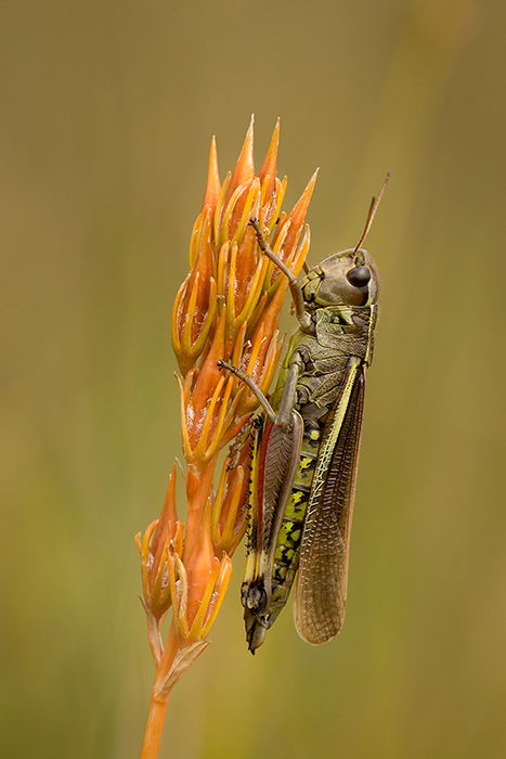 Large marsh grasshopper