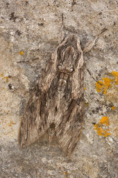 Convolvulus hawk moth