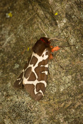 Garden tiger moth