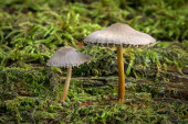 Yellowleg Bonnet