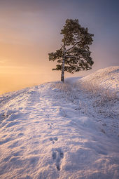 Scots Pine, Martinsell Hill