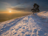 Pine tree, Martinsell Hill