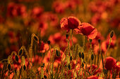 Poppies