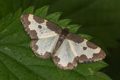 Clouded border moth
