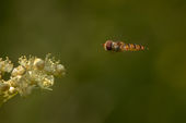 Marmalade hoverfly