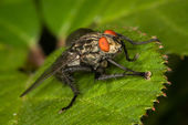 Flesh fly