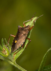 Red-legged shieldbug