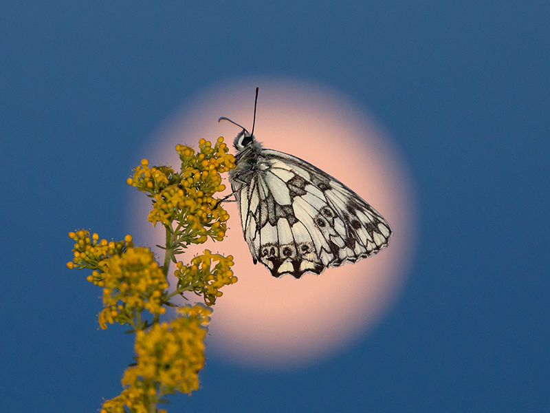 Marbled white and Moon